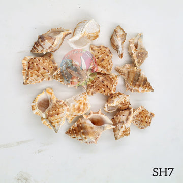 Natural Sea Shells 7