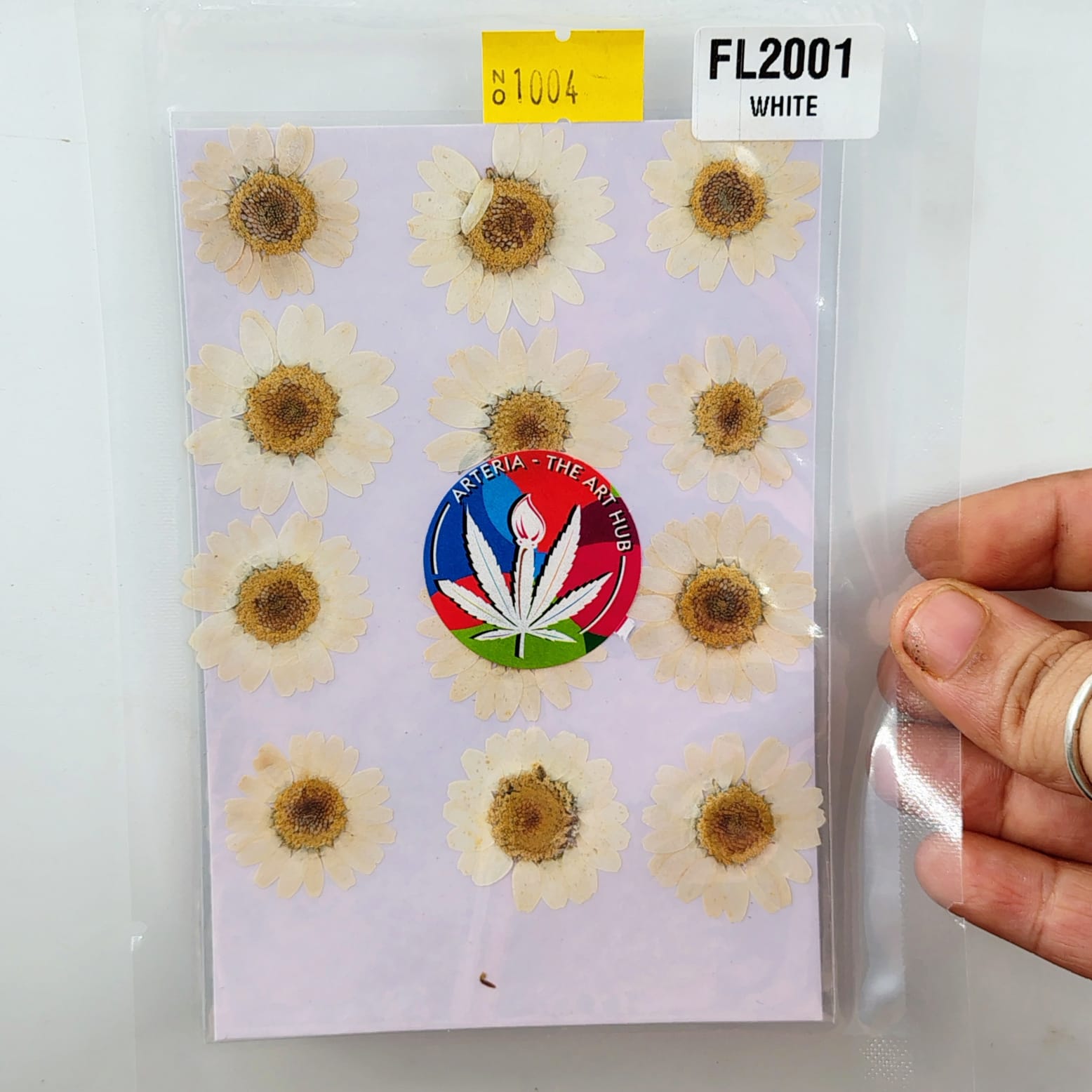 Pressed Daisies- white