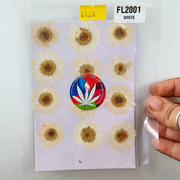 Pressed Daisies- white