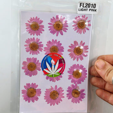 Pressed Daisies- Light Pink
