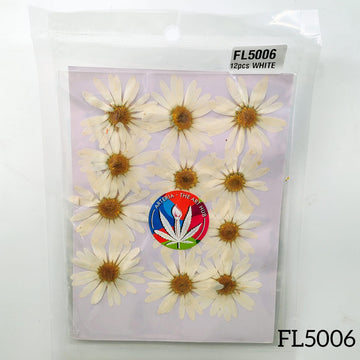 Pressed Daisies- New- white