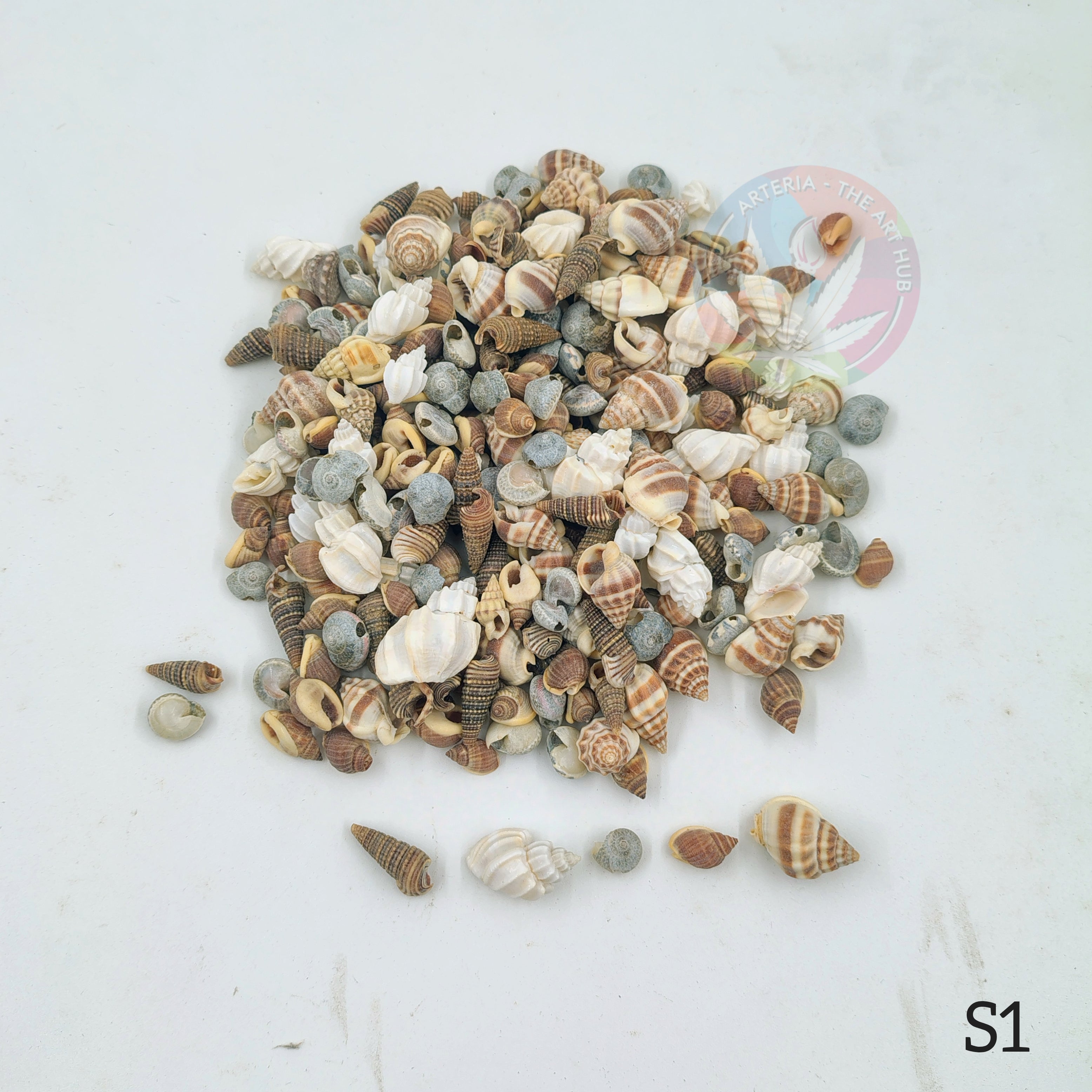 New Natural Sea Shells mix shapes- Small shells