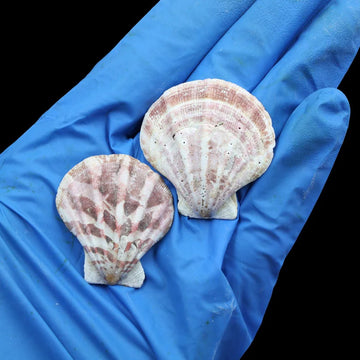 Natural Sea Shells 16