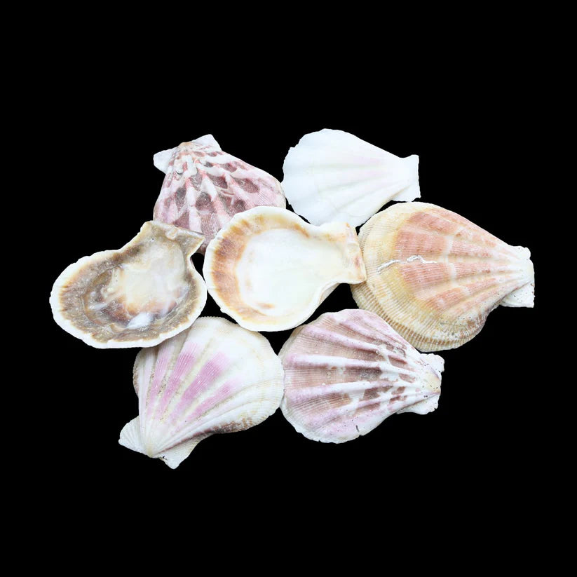 Natural Sea Shells 16
