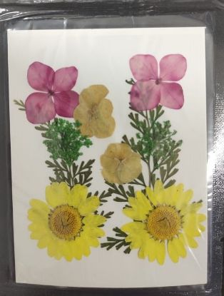 Picture of Pressed Flowers- 10 in 1- 2