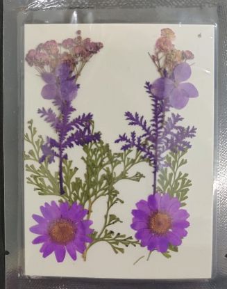 Picture of Pressed Flowers- 10 in 1- 7