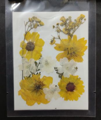 Picture of Pressed Flowers- 8