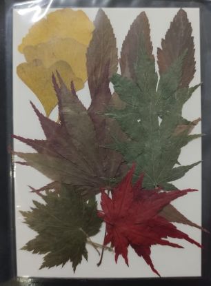Picture of Pressed Flowers- 24