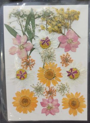 Picture of Pressed Flowers- 28