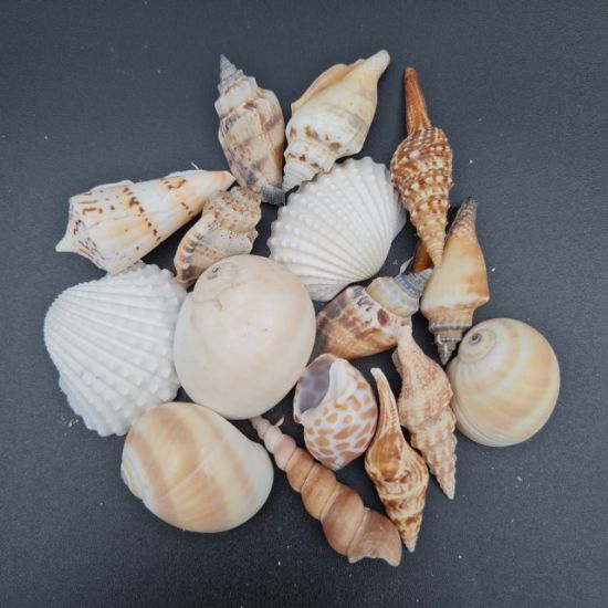 Picture of Natural Sea Shells mix shapes Medium Size