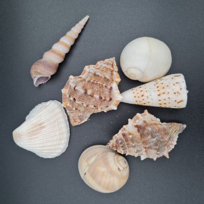 Picture of Natural Sea Shells mix shapes Large Size