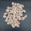 Picture of Natural Sea Shells 12