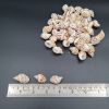 Picture of Natural Sea Shells 12