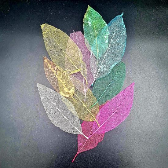 Picture of Small Mangolia Leaf Multi Colour