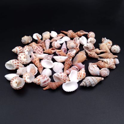 Picture of Natural Sea Shells mix shapes- Small