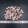 Picture of Natural Sea Shells mix shapes- Small