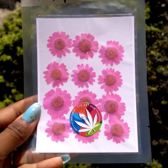 Picture of Pressed Daisies- Dark Pink