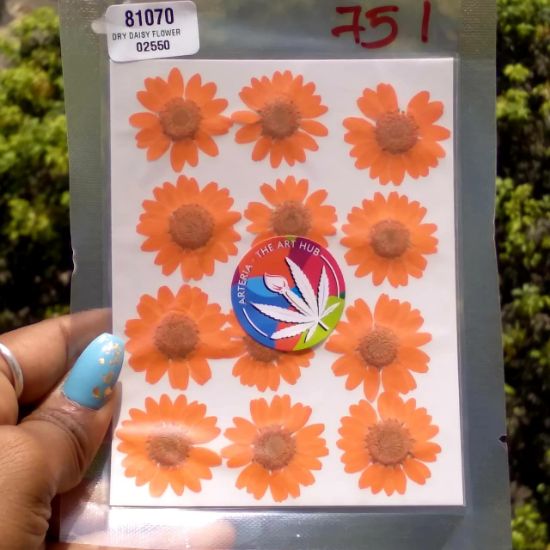 Picture of Pressed Daisies- Orange 