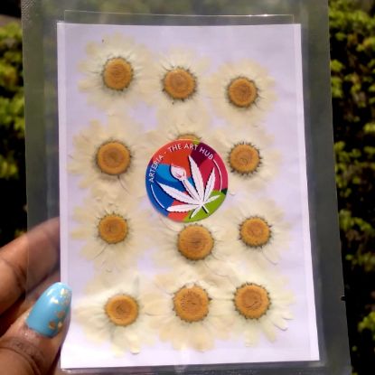 Picture of Pressed Daisies- white