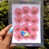 Picture of Pressed Daisies- Light Magenta