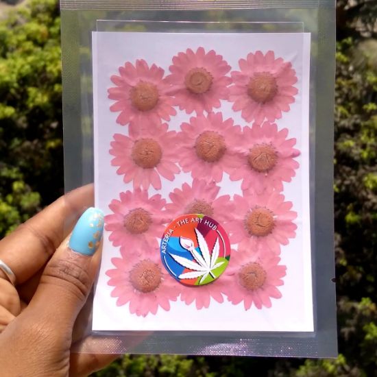 Picture of Pressed Daisies- Light Magenta