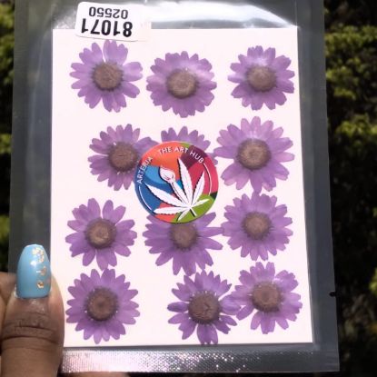 Picture of Pressed Daisies- Purple