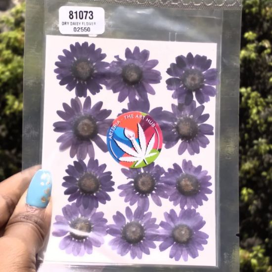 Picture of Pressed Daisies- Violet