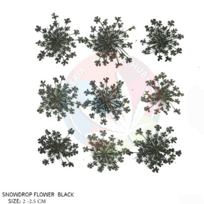 Picture of Pressed Queen Annes Lace Flowers - Black