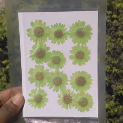 Picture of Pressed Daisies Neon Green
