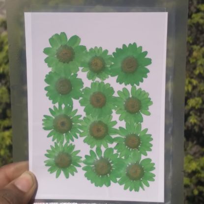 Picture of Pressed Daisies Green