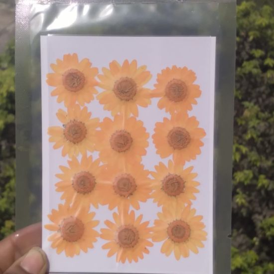 Picture of Pressed Daisies- Light Orange 