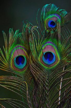 Picture of Natural Peacock Feather [pack of 2]