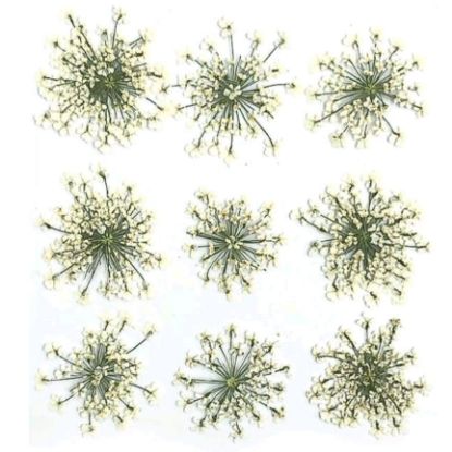 Picture of Pressed Queen Annes Lace Flowers - White