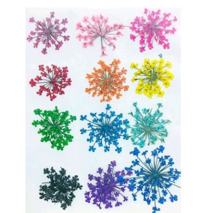 Picture of Pressed Queen Annes Lace Flowers - Multi Colour