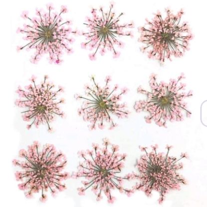 Picture of Pressed Queen Annes Lace Flowers - Light Pink