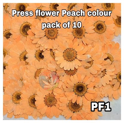 Picture of Pressed Daisies- Peach- 10 Pcs