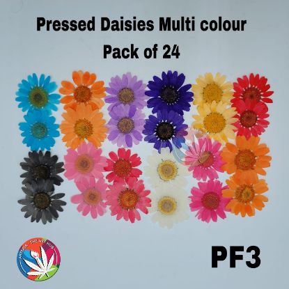 Picture of Pressed Daisies- Multicolour - 24 Pcs
