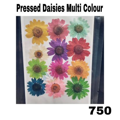 Picture of Pressed Daisies- Multicolour