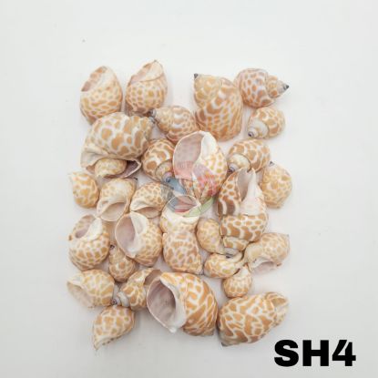Picture of Natural Sea Shells 4