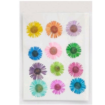 Picture of Pressed Asters- Multicolour
