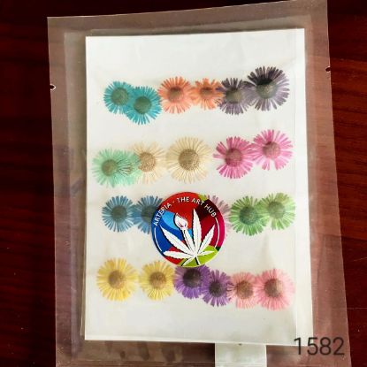 Picture of Pressed Asters- Multicolour - 24 pcs