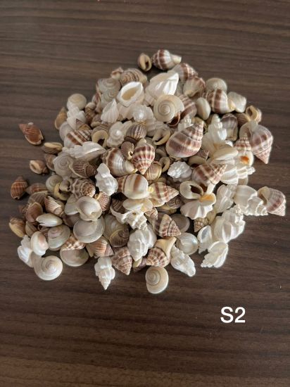 Picture of New Natural Sea Shells mix shapes- Small 