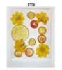 Picture of Pressed Fruit & Flower-3