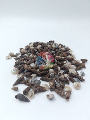 Picture of Mini Natural Sea Shells