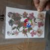 Picture of Pressed Flowers- 23