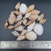 Picture of Natural Sea Shells mix shapes Medium Size