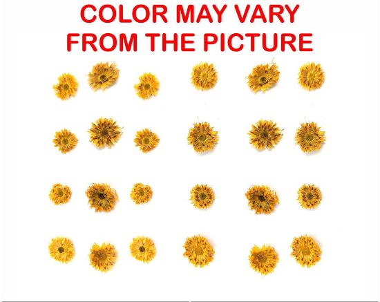 Picture of 24PCS Mini dried Sunflower- golden yellow