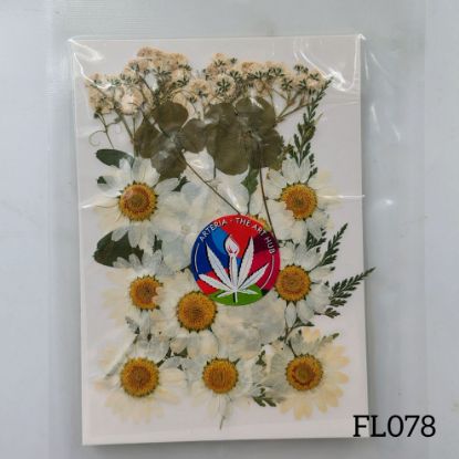 Picture of 30 IN 1 Pressed Flower FL078