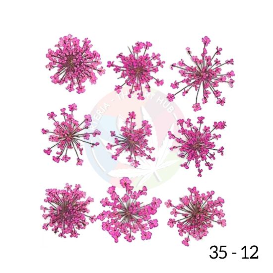 Picture of Pressed Queen Annes Lace Flowers - Dark Pink