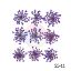 Picture of Pressed Queen Annes Lace Flowers - Purple